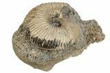 Jurassic Ammonite (Sigaloceras) Fossil - Gloucestershire, England #177074-2